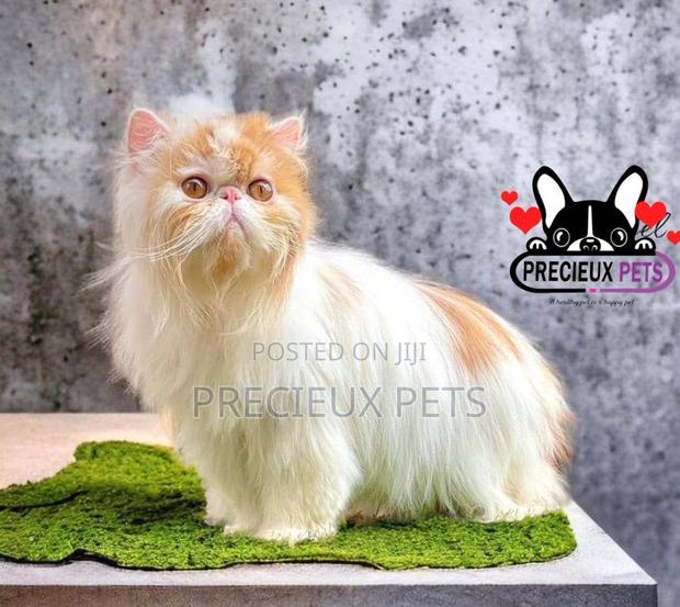 1+ year Male Purebred Persian · Photo 3