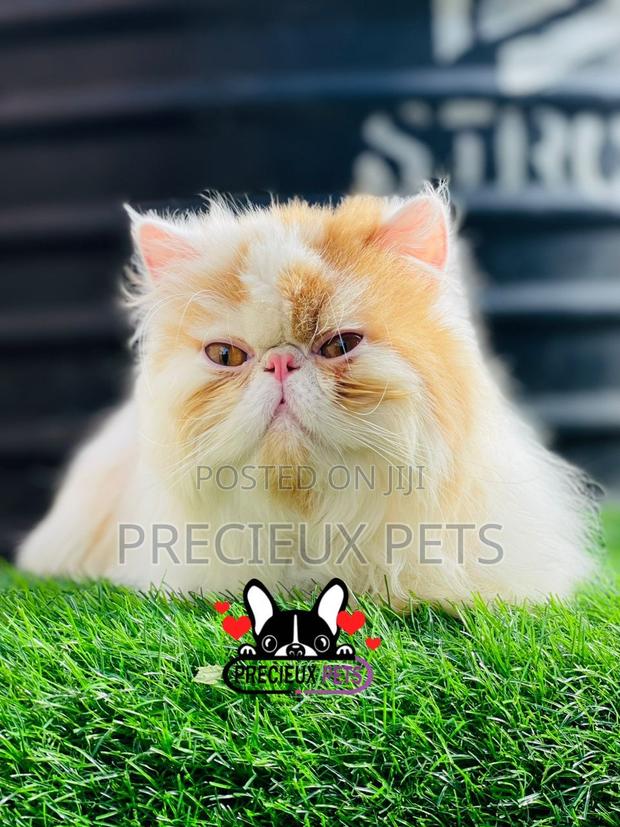 1+ year Male Purebred Persian · Photo 4