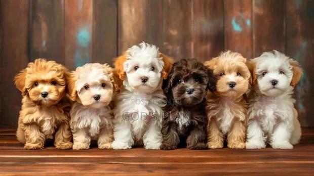 1-3 months Female Purebred Maltese