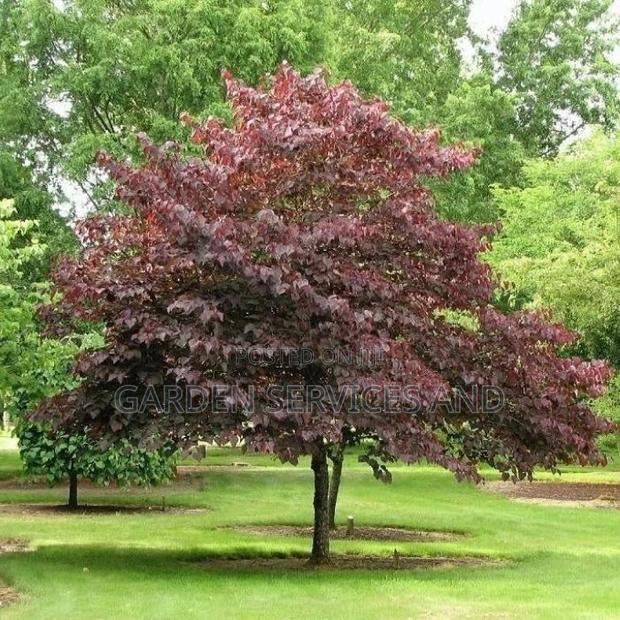 Burgundy Tree Available for Sale photo 3