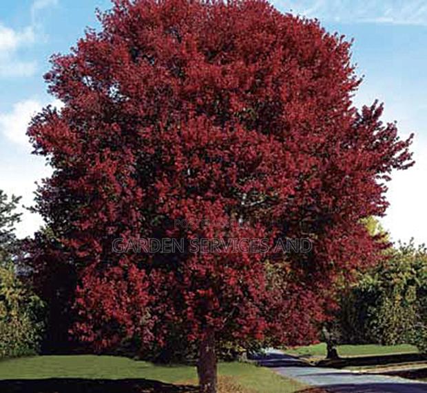 Burgundy Tree Available for Sale photo 2