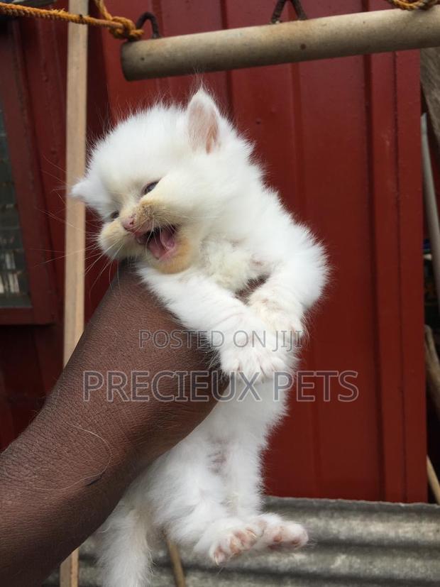 1-3 months Male Purebred Persian · Photo 4