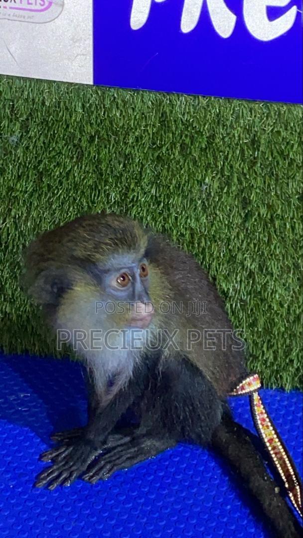 Baby Mona Pet · Photo 4