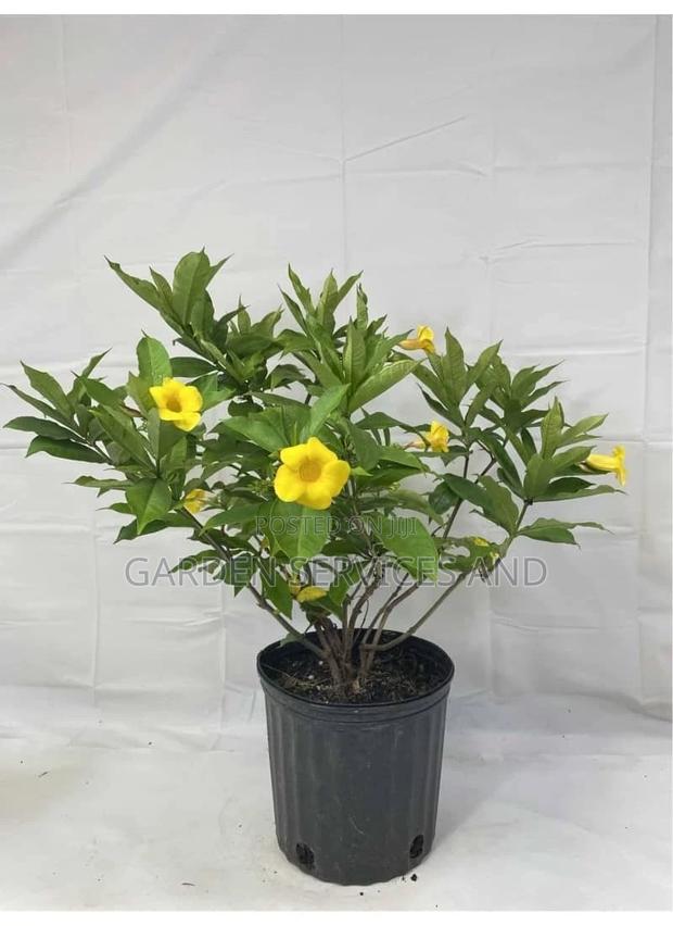 Allamanda for Sale photo 3