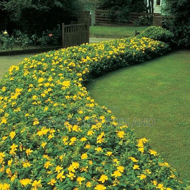 Allamanda for Sale photo 2