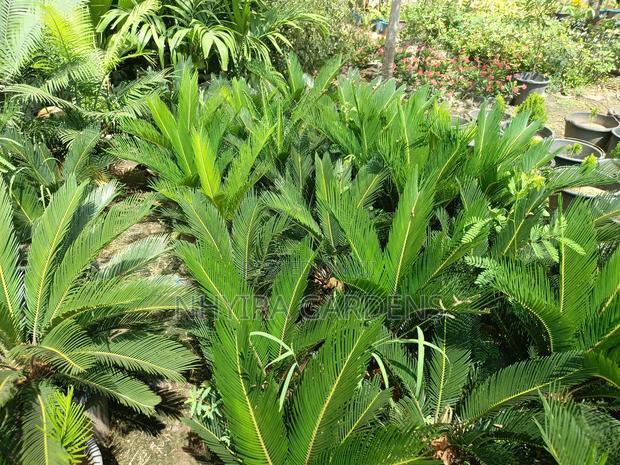 Sago Palms · Photo 4