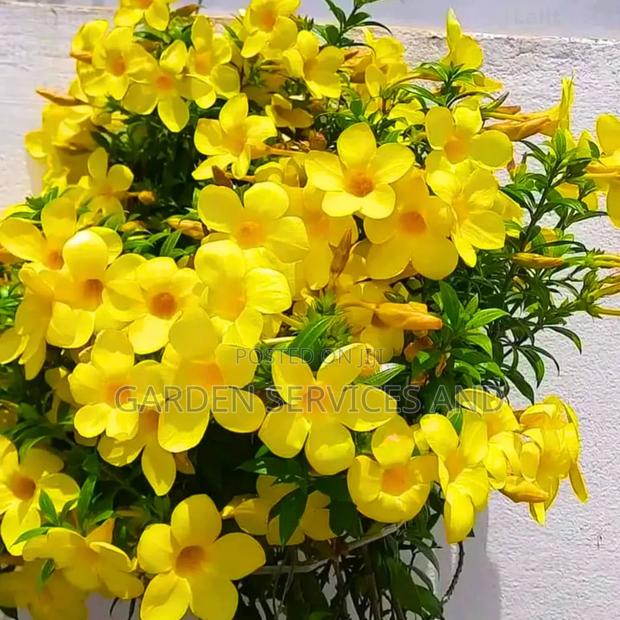 Allamanda for Sale photo 4