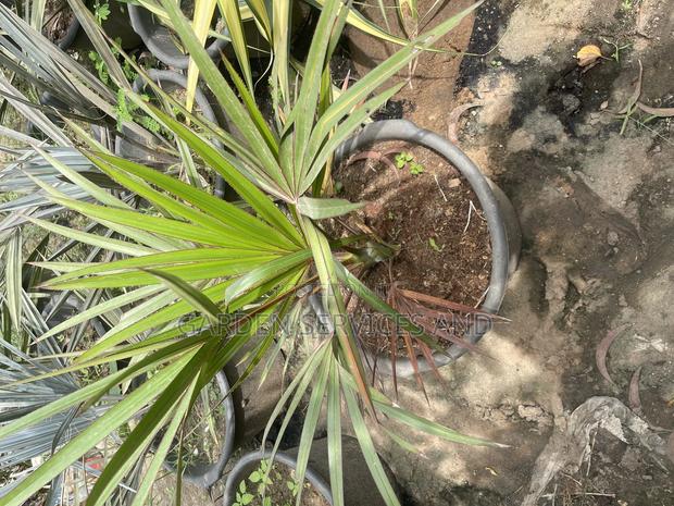 Lantana Palm for Sale photo 2