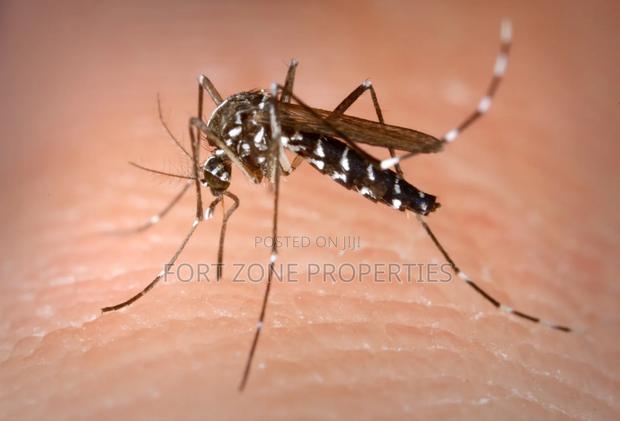 Mosquitoes,Bedbugs,Cockroaches Fumigation · Photo 4