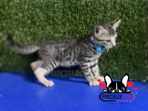 1-3 months Male Purebred Turkish Van · Photo 3