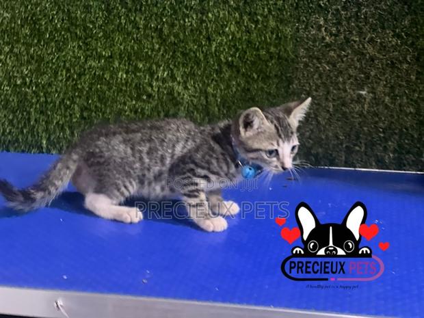 1-3 months Male Purebred Turkish Van · Photo 4
