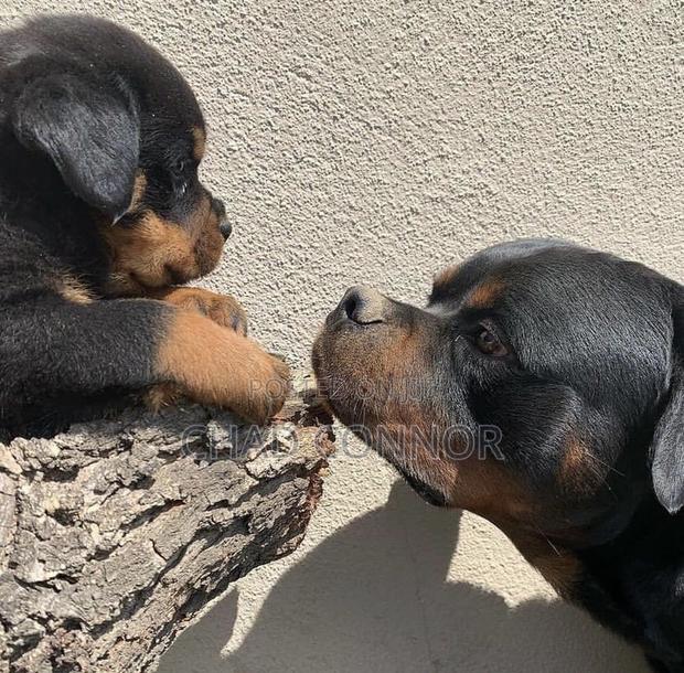 1-3 months Male Purebred Rottweiler · Photo 4