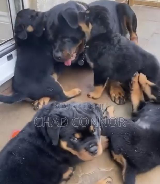 1-3 months Female Purebred Rottweiler · Photo 4