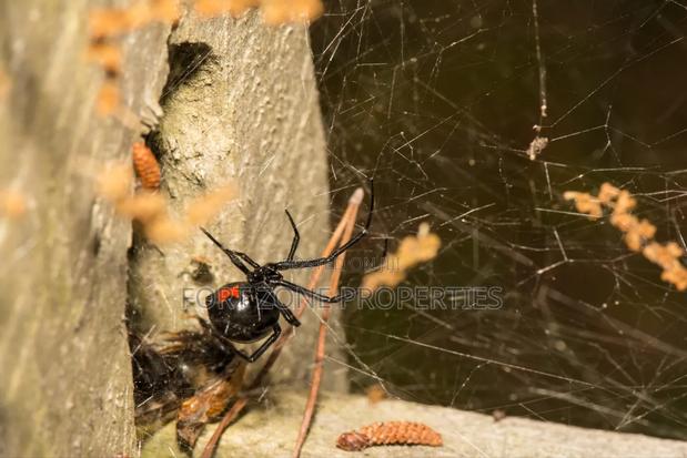 Be Saved From All Pest at Homes or Offices · Photo 4