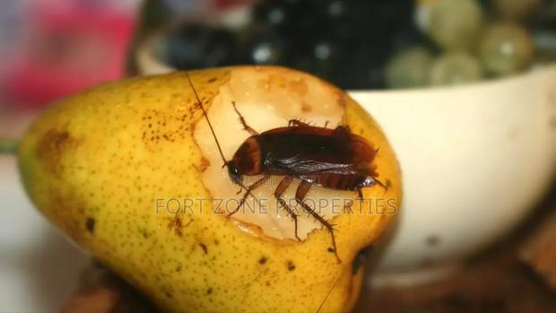 Indoor Fumigation · Photo 3