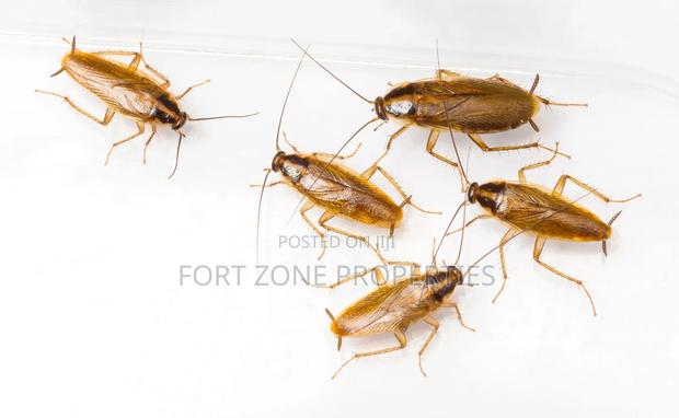 Indoor Fumigation · Photo 4