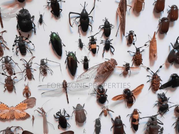 Pest Invasion · Photo 4