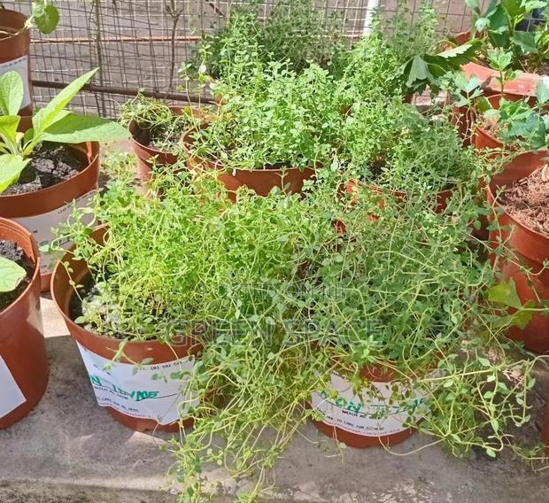 Thyme Seedlings · Photo 3