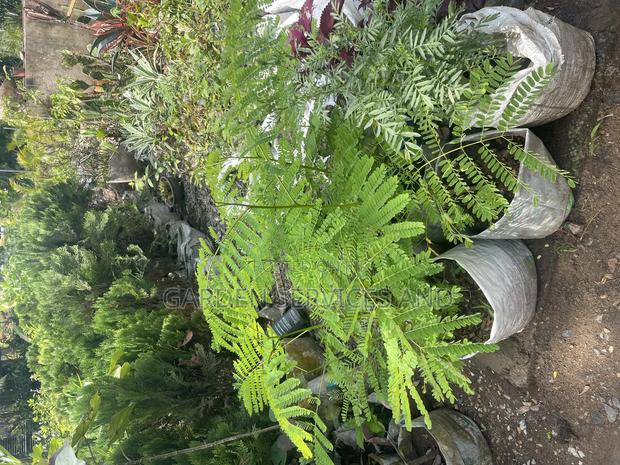 Flamboyant Tree Available for Sale photo 3