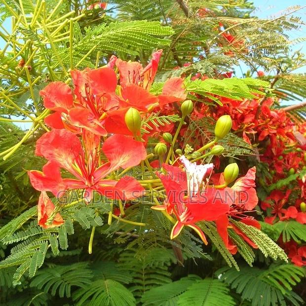 Flamboyant Tree Available for Sale photo 4