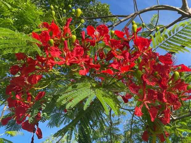 Flamboyant Tree Available for Sale photo 2