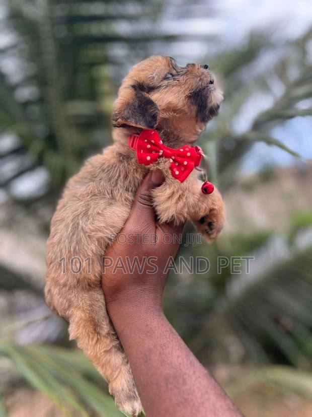 1-3 months Female Purebred Poodle · Photo 3