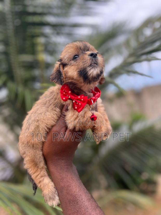 1-3 months Female Purebred Poodle · Photo 4