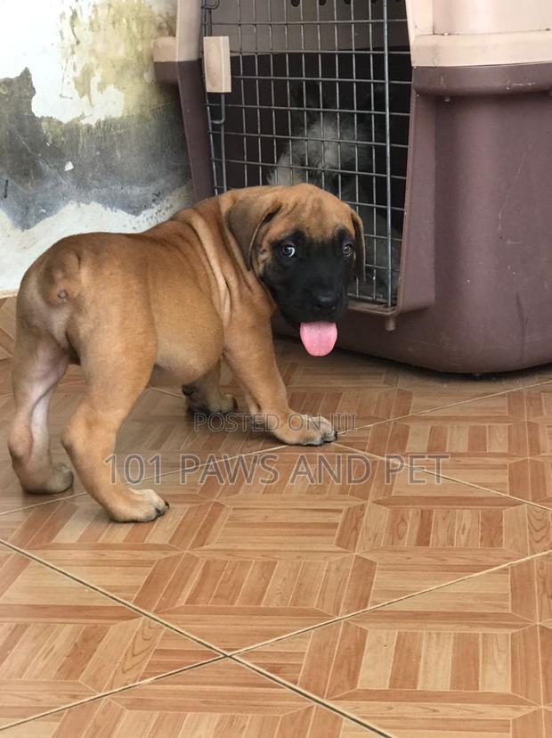 1-3 months Male Purebred Boerboel · Photo 2