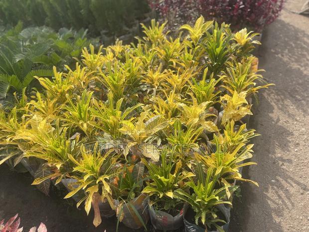 Varieties of Croton Available for Sale photo 3