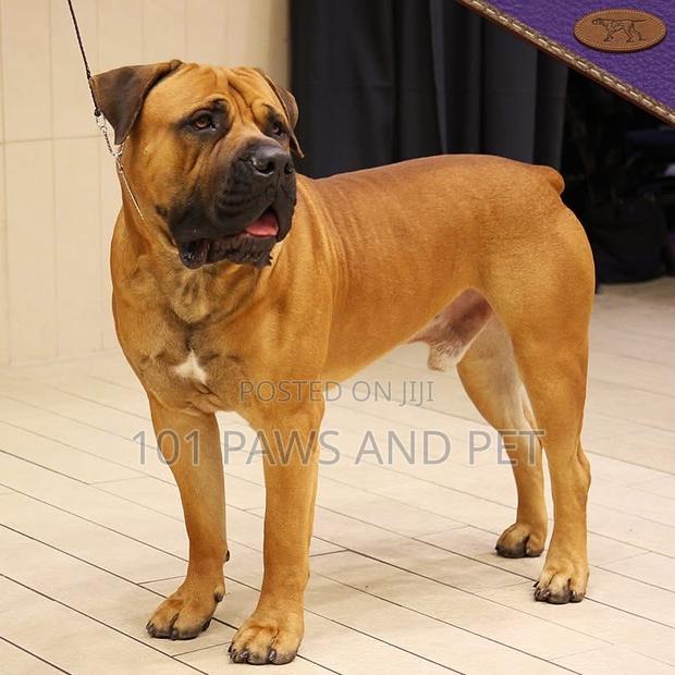 1+ year Male Purebred Boerboel · Photo 3