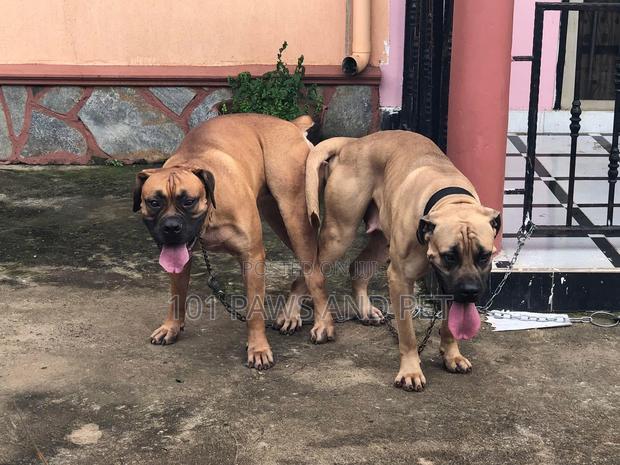1+ year Male Purebred Boerboel · Photo 4