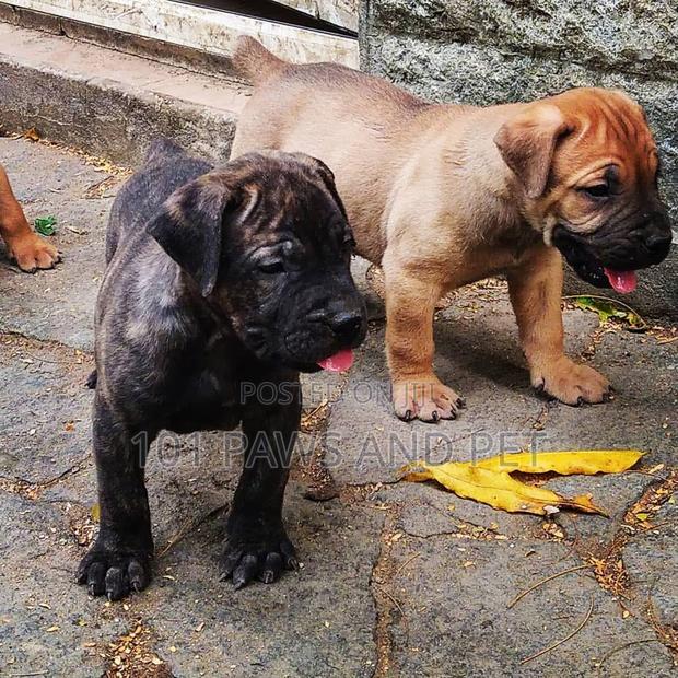1-3 months Female Purebred Boerboel · Photo 2