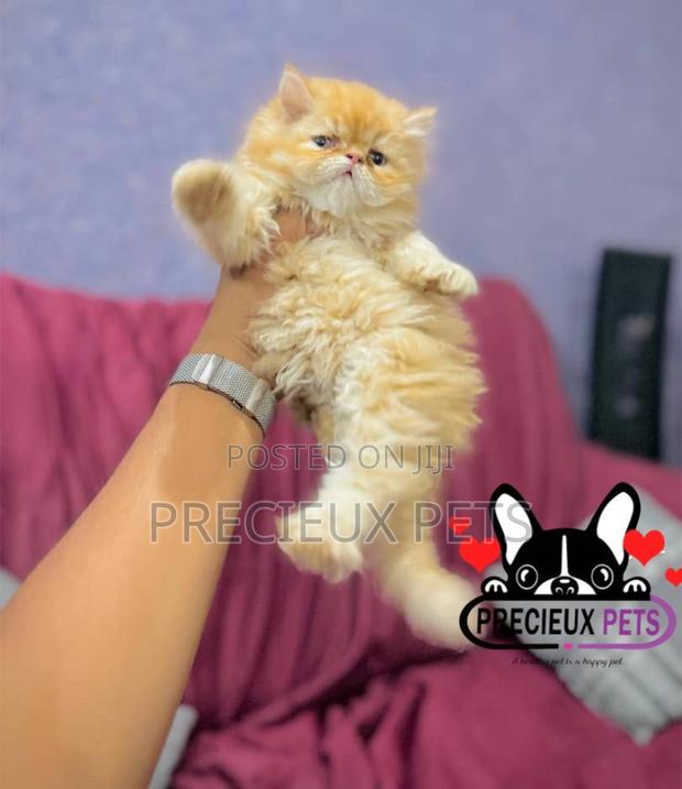 1-3 months Female Purebred Persian · Photo 2