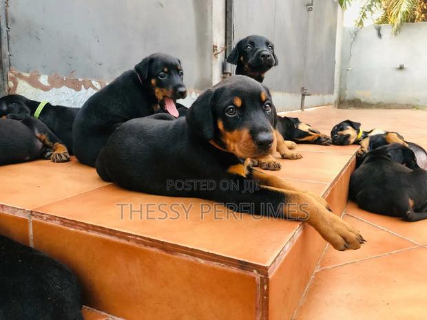 1-3 months Male Purebred Doberman Pinscher · Photo 3