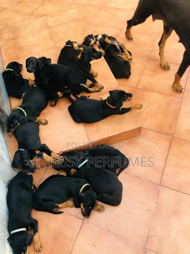 1-3 months Male Purebred Doberman Pinscher · Photo 4