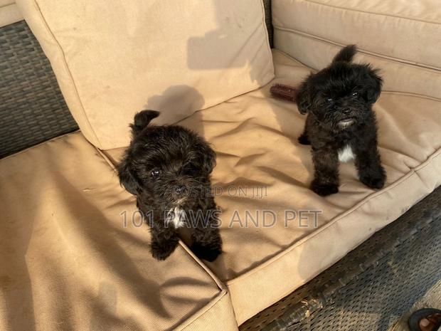 1-3 months Male Purebred Poodle · Photo 4
