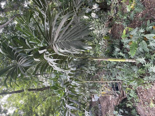 Veitchia Palm for Sale photo 2