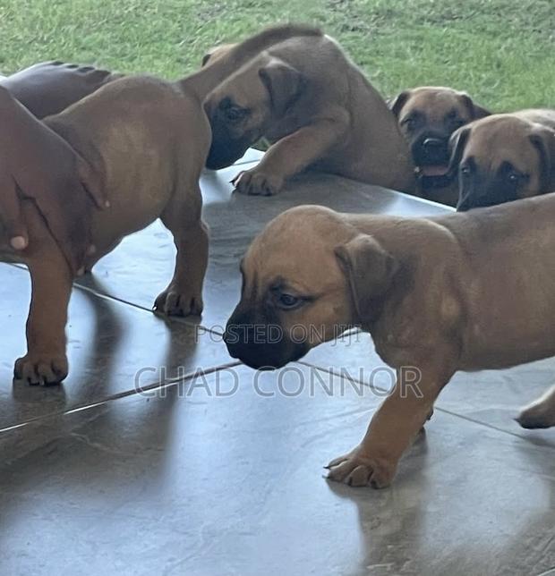 1-3 months Male Purebred Boerboel · Photo 3