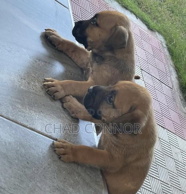 1-3 months Male Purebred Boerboel · Photo 4