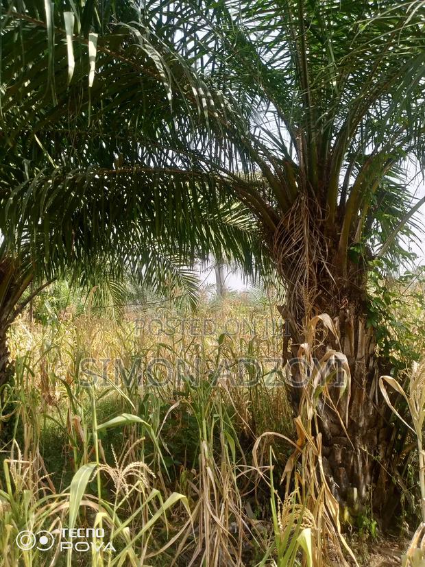 1000 Acres of Coco Land for Sale