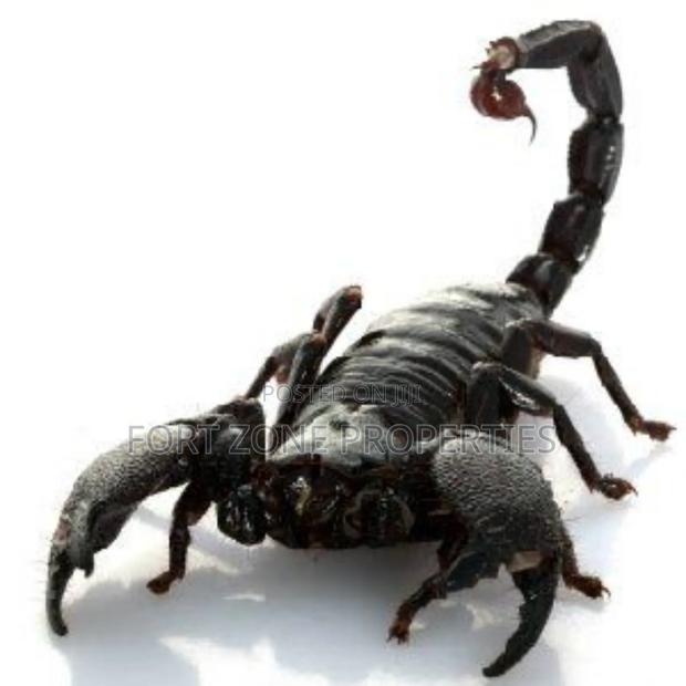 Pest Remedy With Cleantex · Photo 4