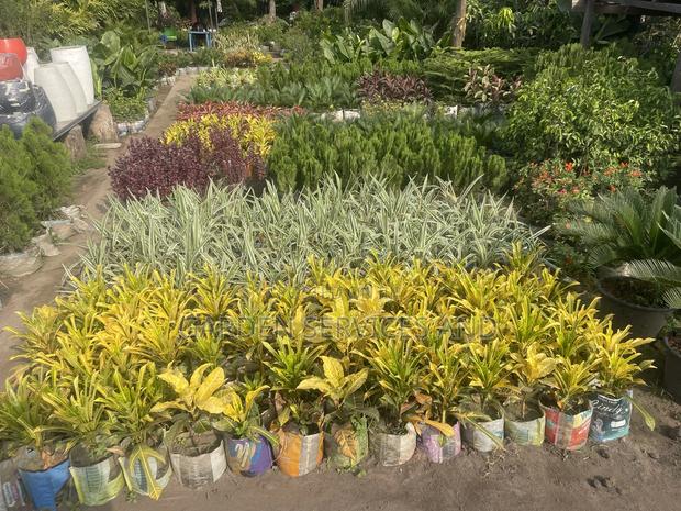 Varieties of Croton Available for Sale photo 2