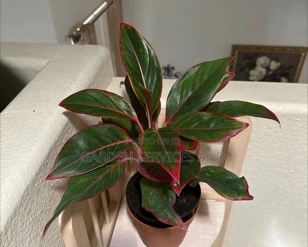 Aglaonema for Sale photo 2