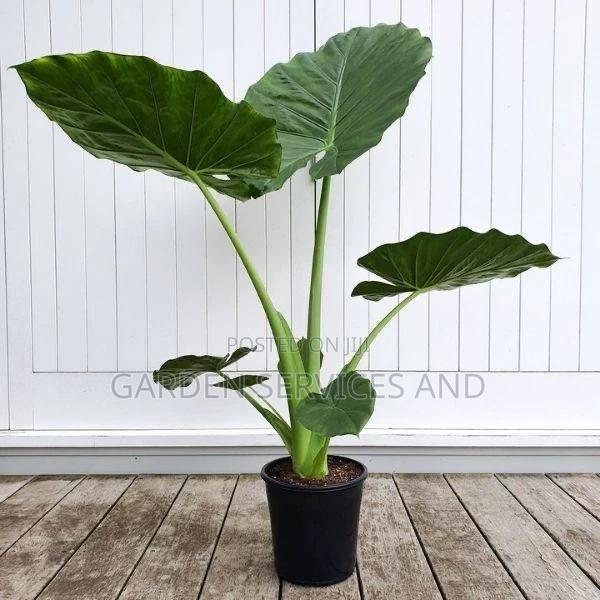 Elephant Ears for Sale photo 7