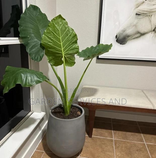 Elephant Ears for Sale photo 2