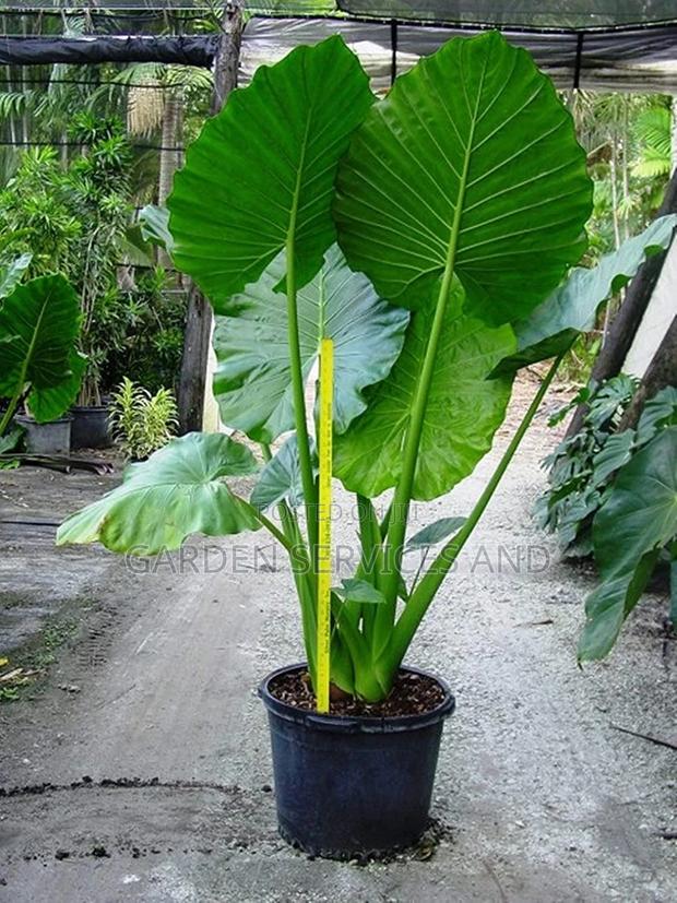 Elephant Ears for Sale photo 8