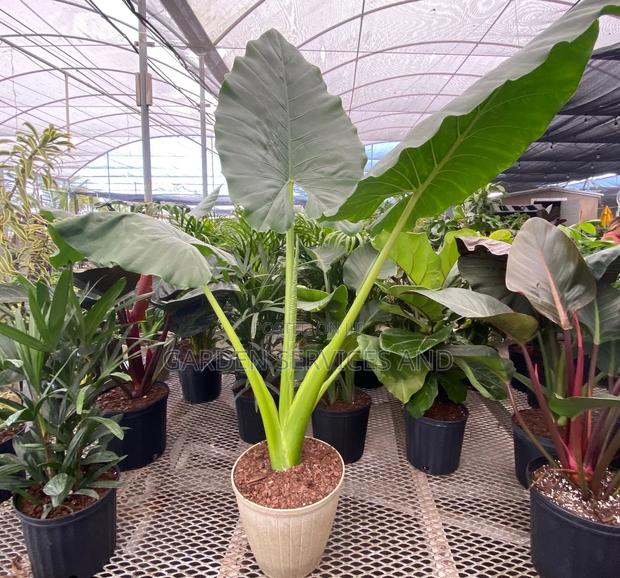 Elephant Ears for Sale photo 6