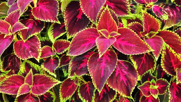 Coleus Plant photo 3