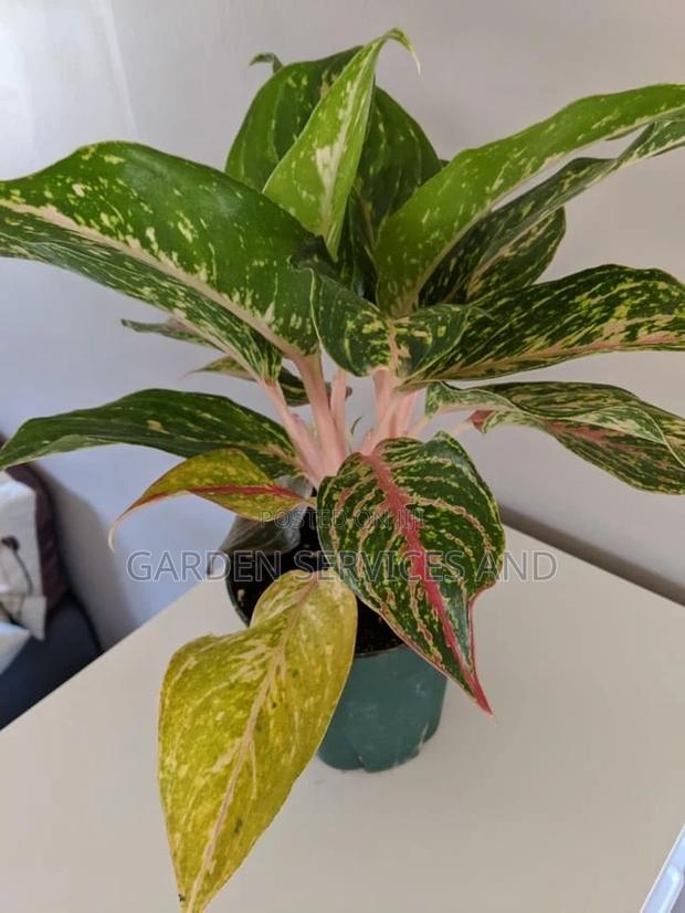 Aglaonema With Pot for Sale photo 3