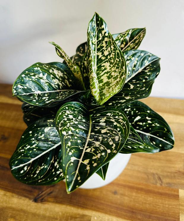 Aglaonema With Pot for Sale